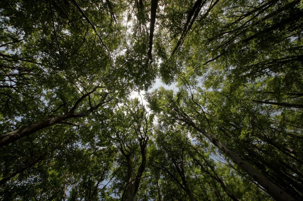Free Image of Trees From Below  