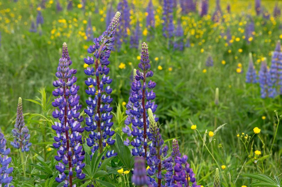 Free Image of Blue Lupine Flowers  