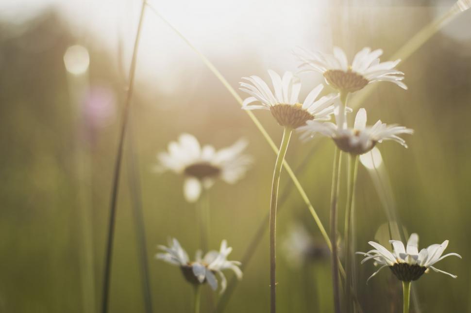 Free Image of White Flowers - Bokeh Effect  