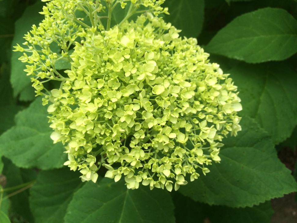 Free Image of Hydrangea Flowers  