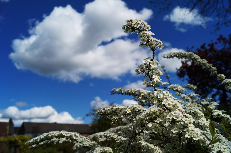 Free Image of White Flowers and Clouds  