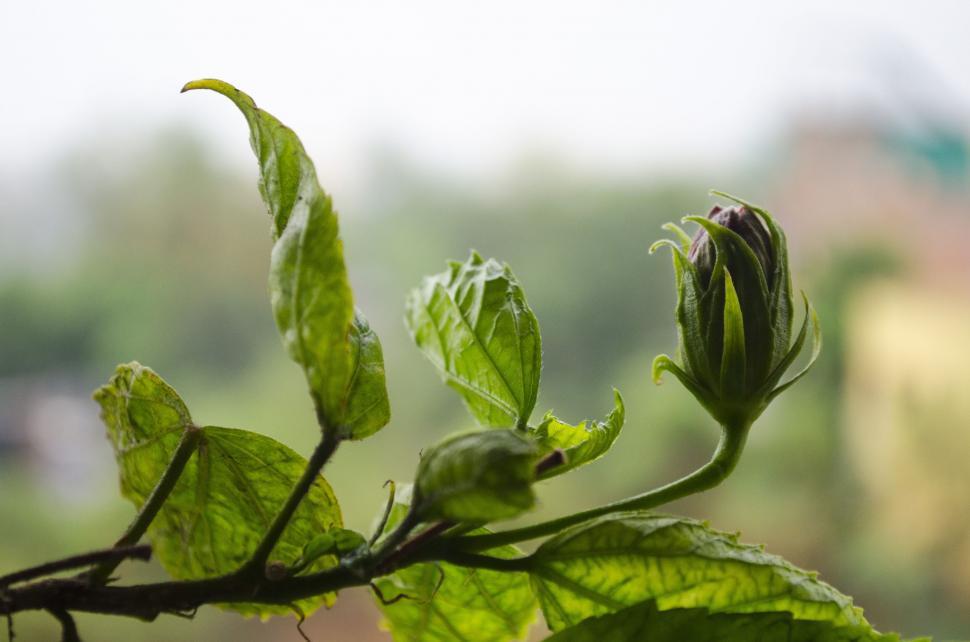 Free Image of Flower Sprouting  