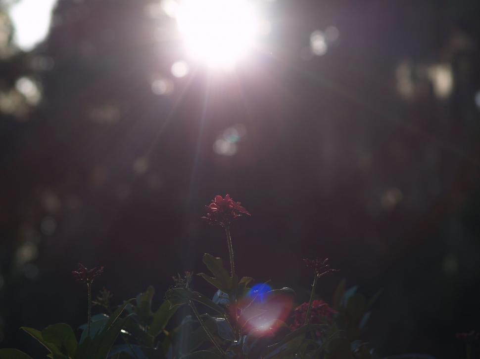 Free Image of Sun rays on Flower  
