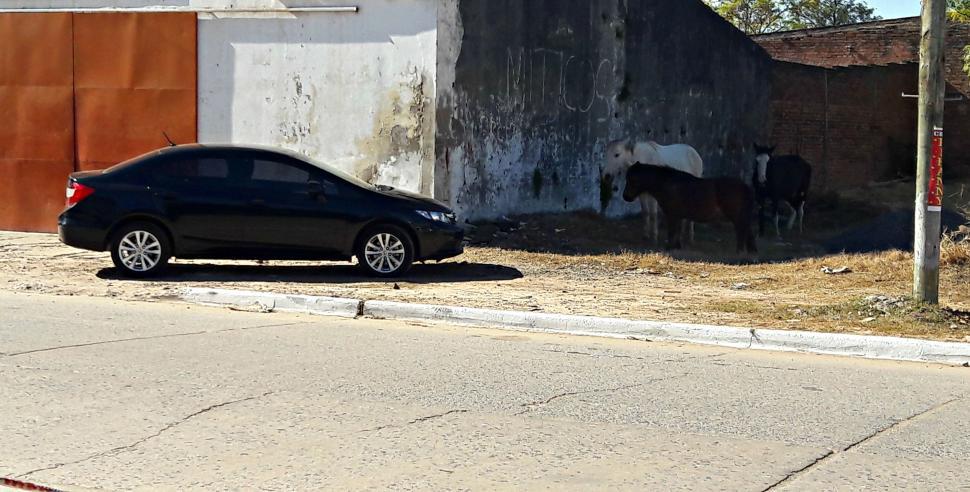 Free Image of Black Car and Horses  
