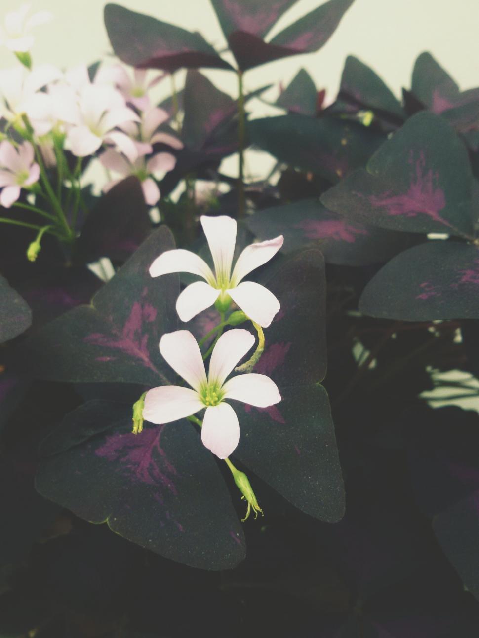 Free Image of Houttuynia cordata Flower  