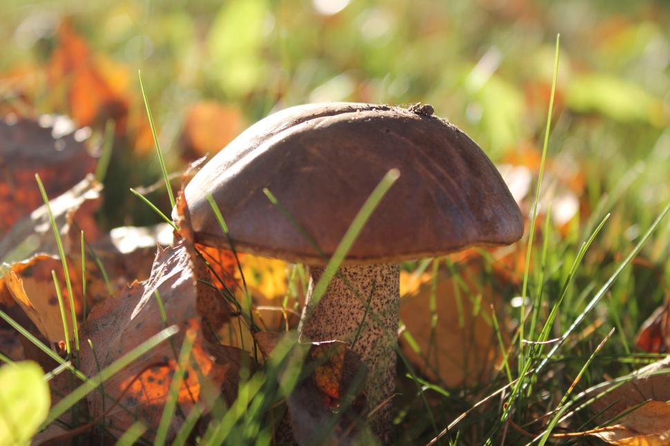 Free Image of Brown mushroom 