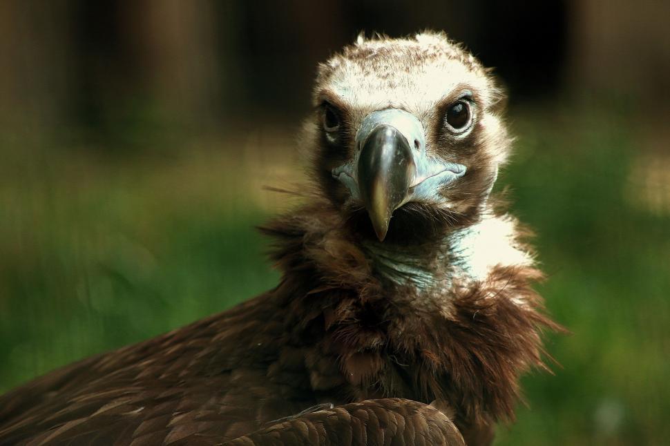 Free Image of Eagle Eyes  