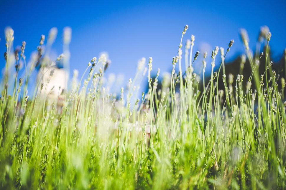 Free Image of Wheat Green Strands 