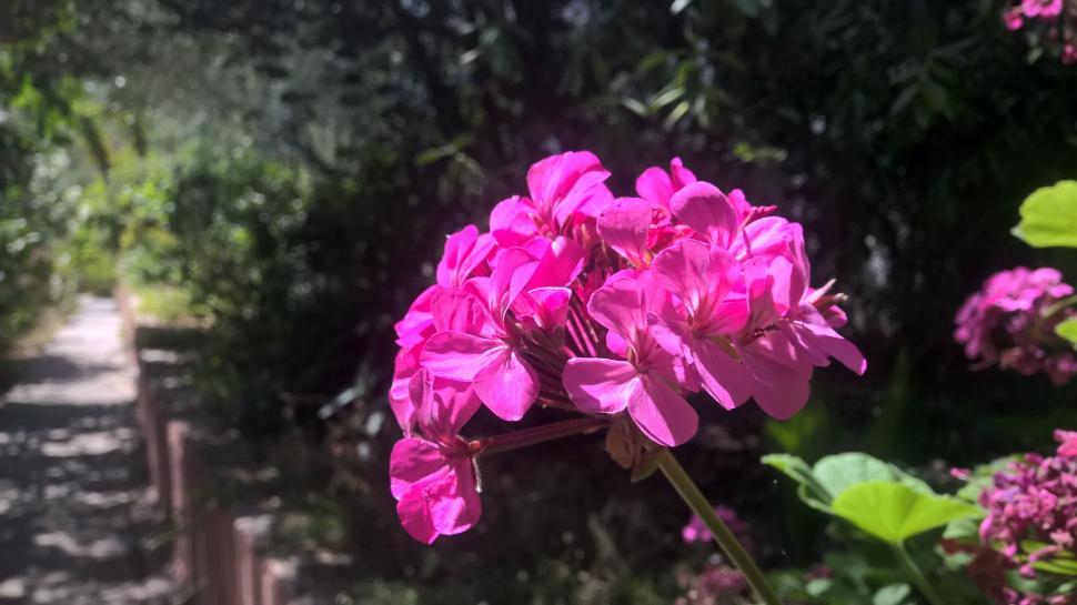 Free Image of Pink Flowers with Trees  