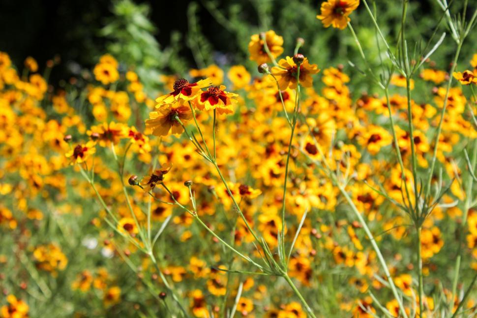 Free Image of Blanket flowers 