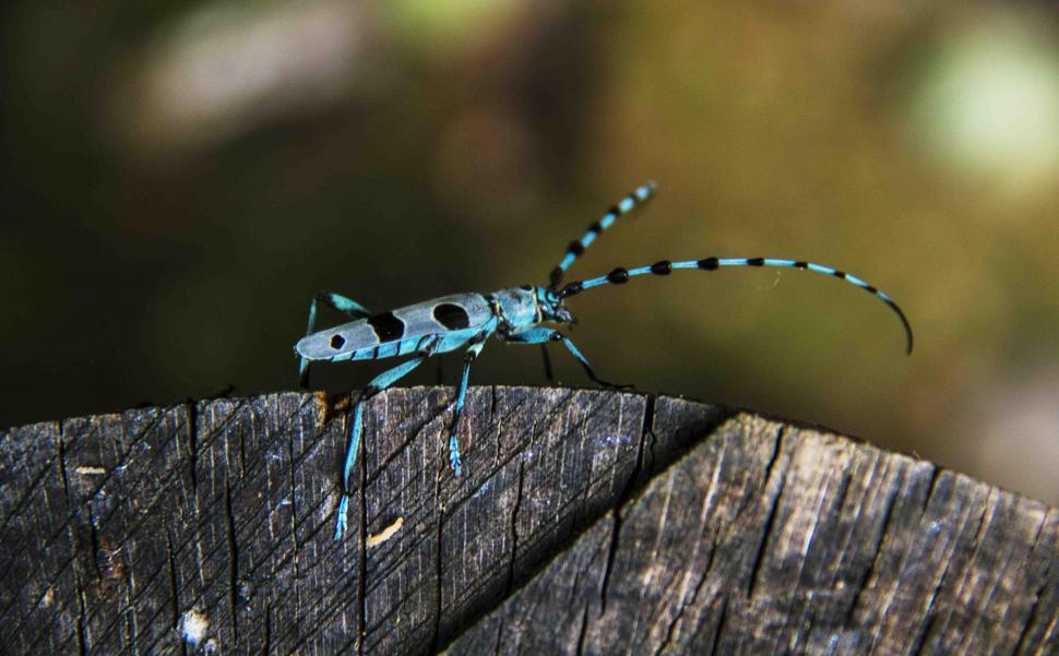 Free Image of Longhorn Beetle 
