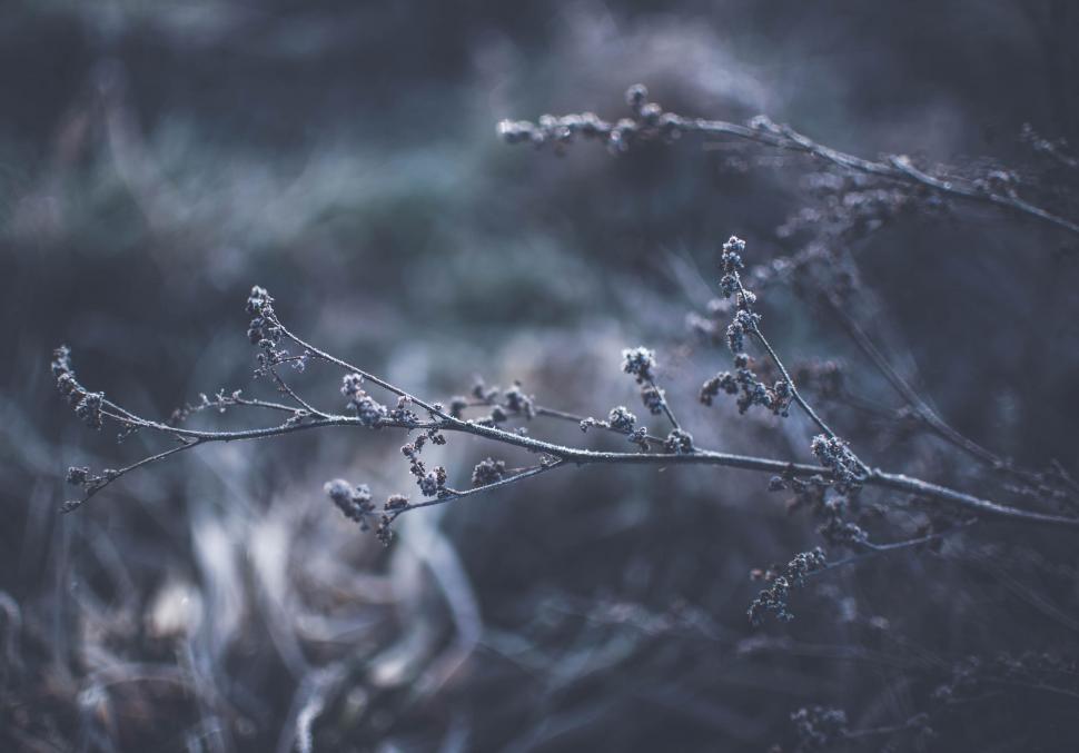 Free Image of Tiny Flowers  
