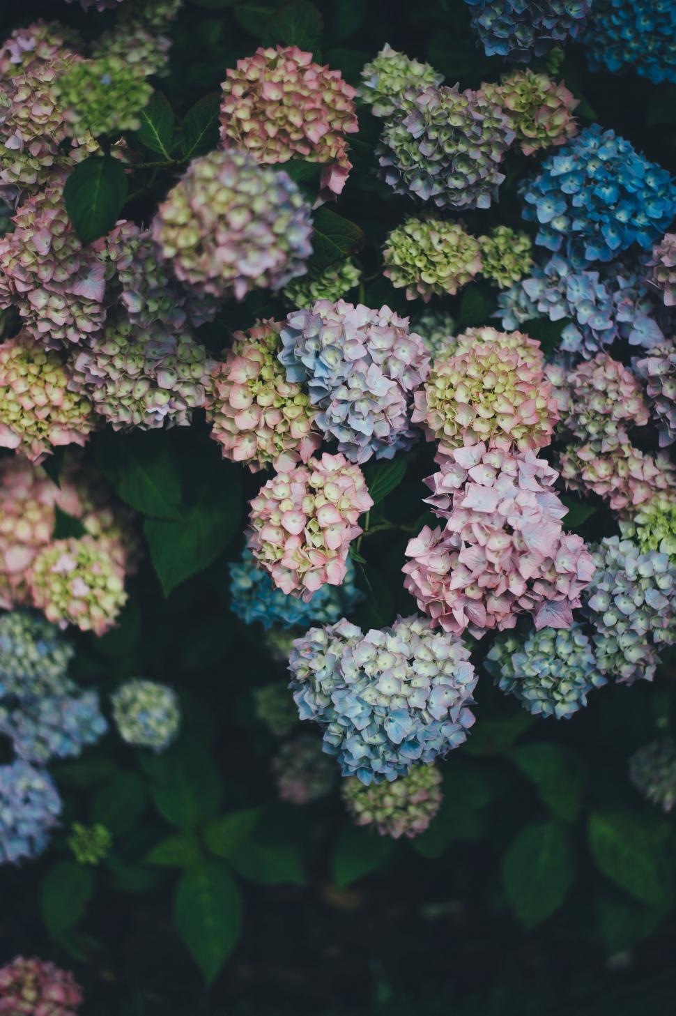 Free Image of Colorful Flowers with leaves  
