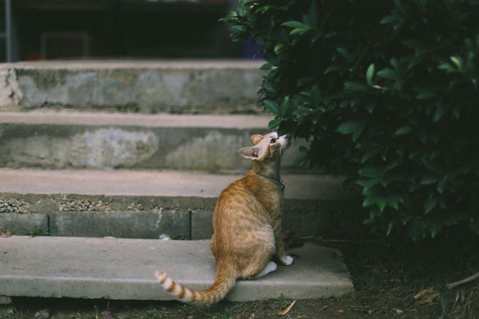 Free Image of Domestic Cat  