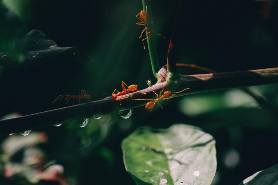 Free Image of Red Ants  