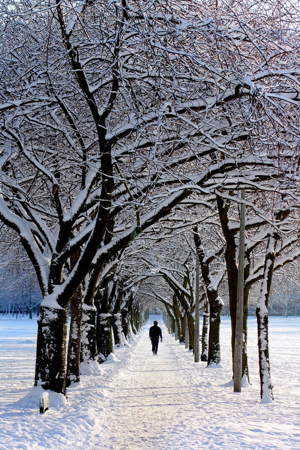 Free Image of Snow Covered Trees in Winter Forest  