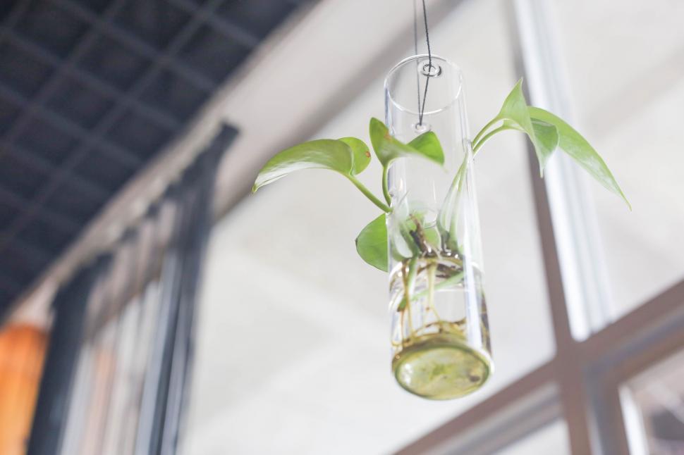 Free Image of Glass Flower Vase  