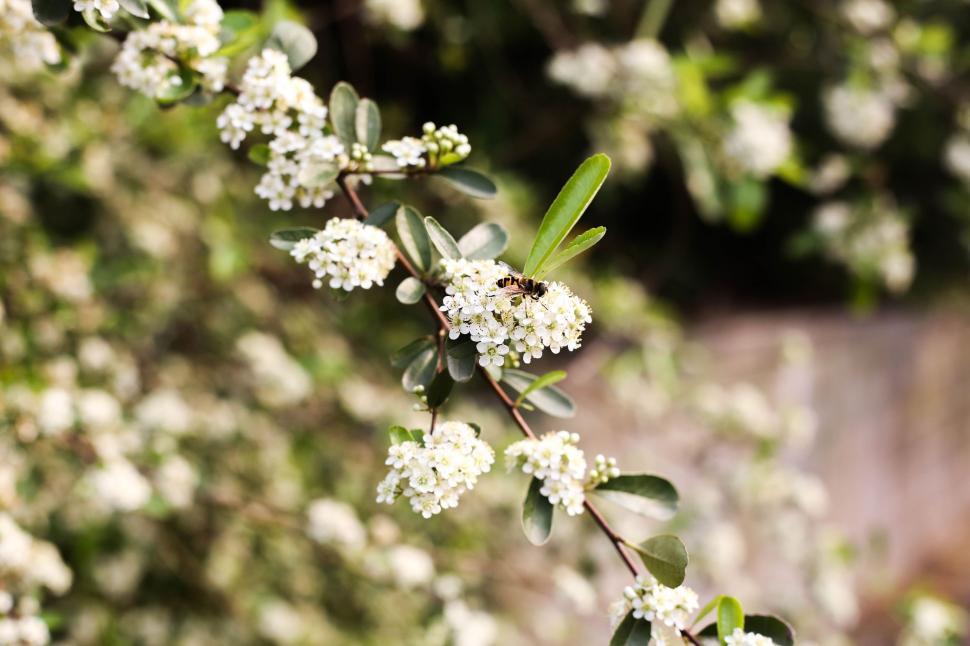 Free Image of White Cherry blossoms 
