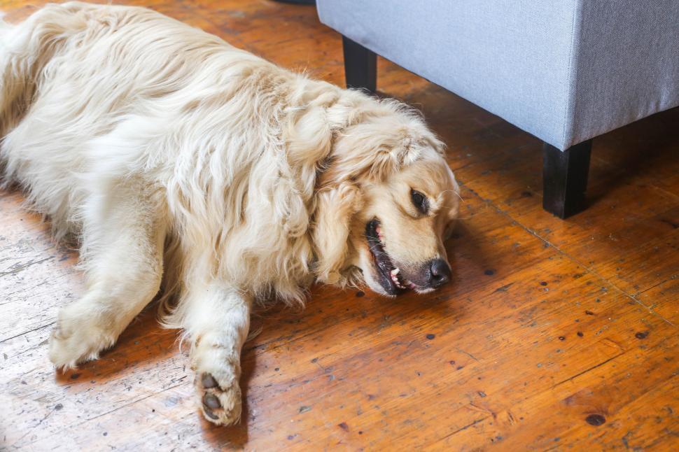 Free Image of Golden Retriever 