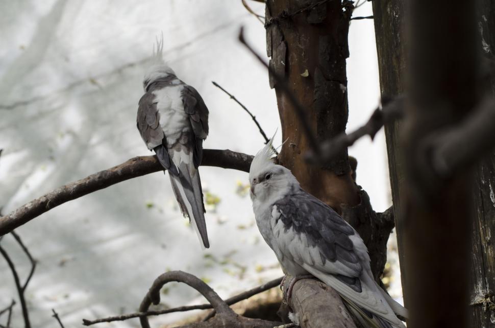 Free Image of White-faced cockatiel 