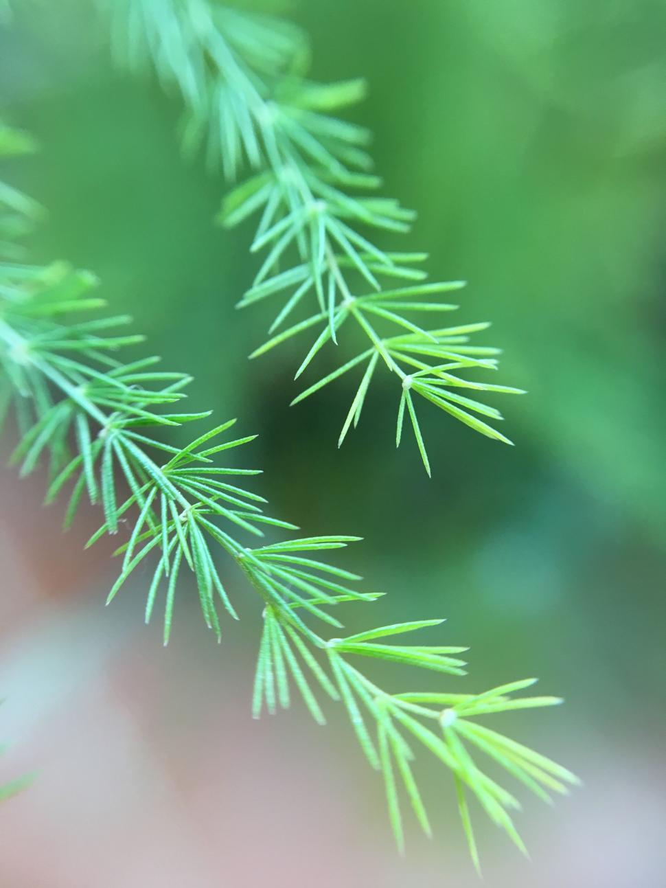 Free Image of Fir Tree Needles 