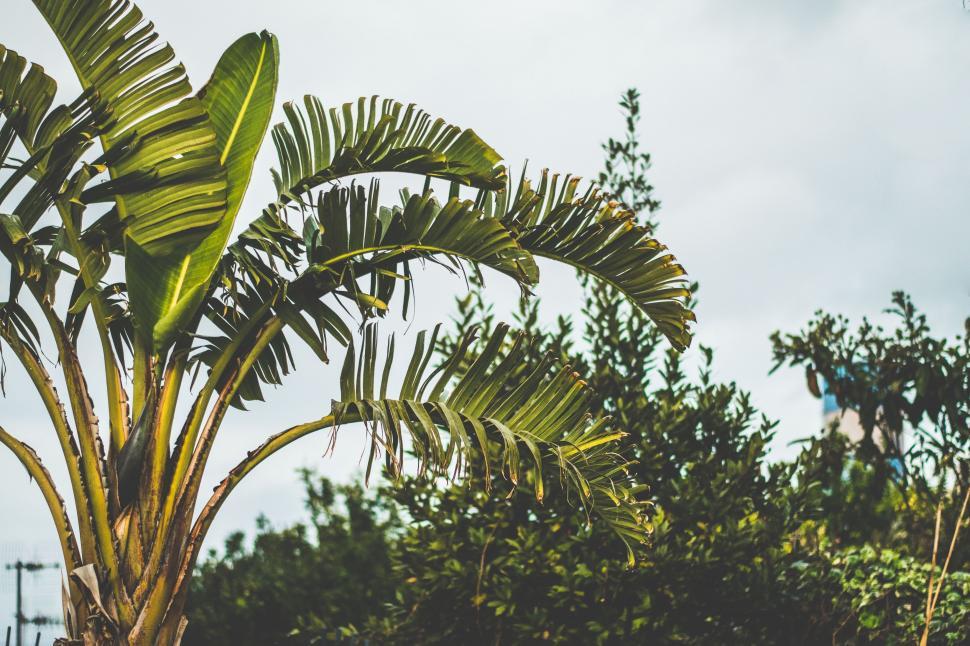 Free Image of Banana Tree  