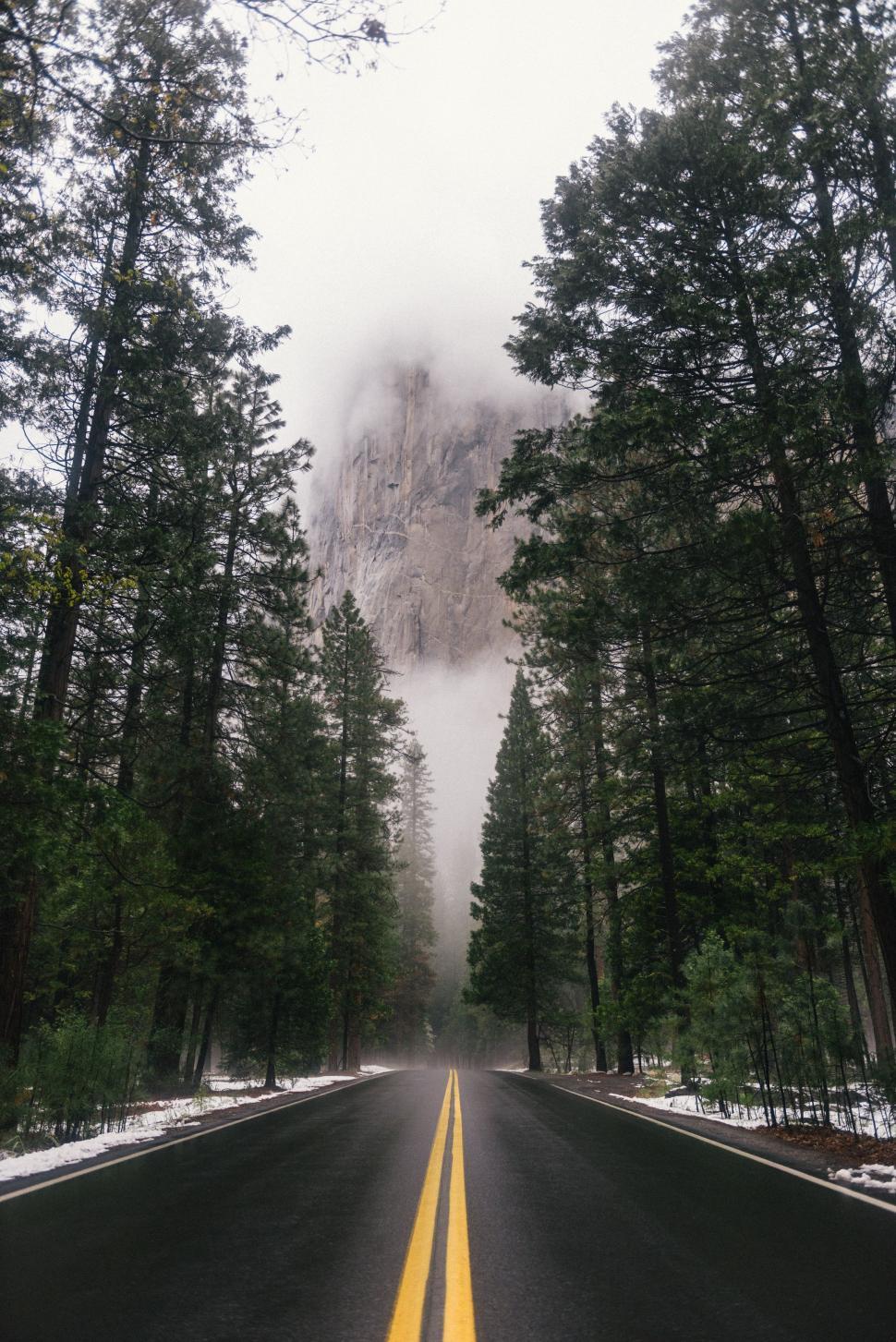 Free Image of Highway in Forest 