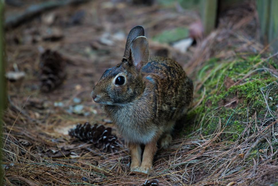 Free Image of Brown Rabbit  