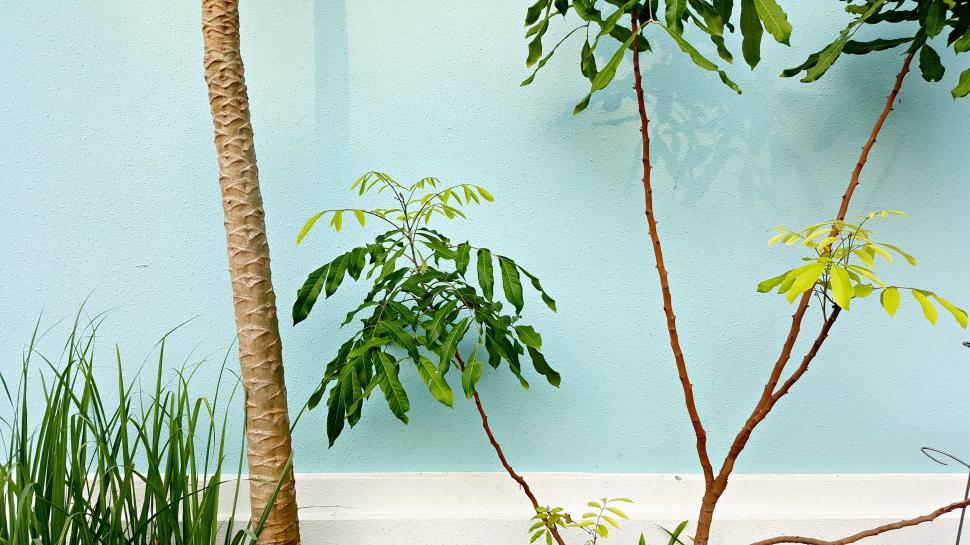 Free Image of Plants and leaves  