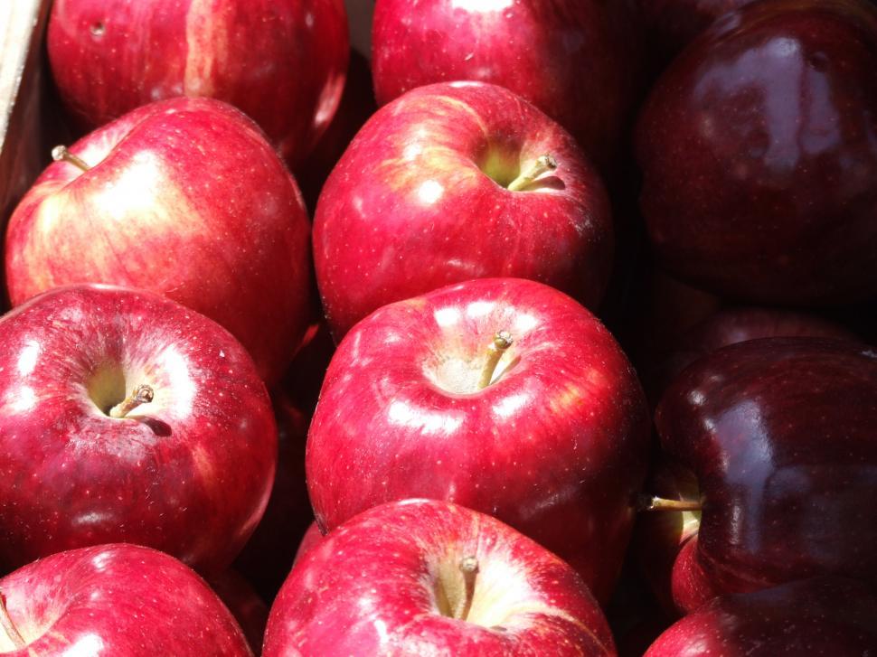 Free Image of Red Apples 