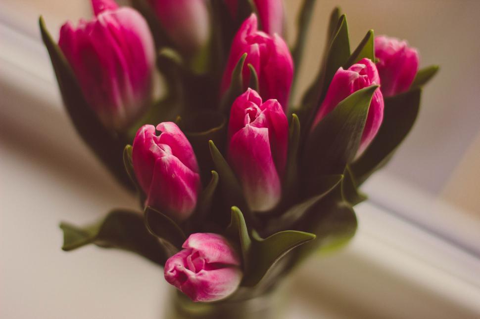 Free Image of Tulip Flowers  
