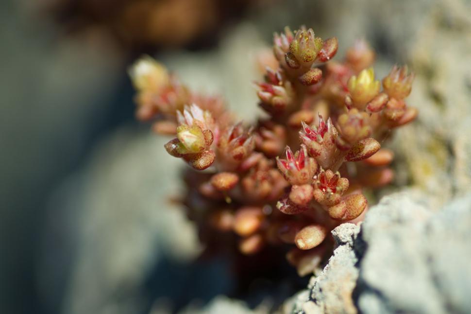 Free Image of Rock plant 