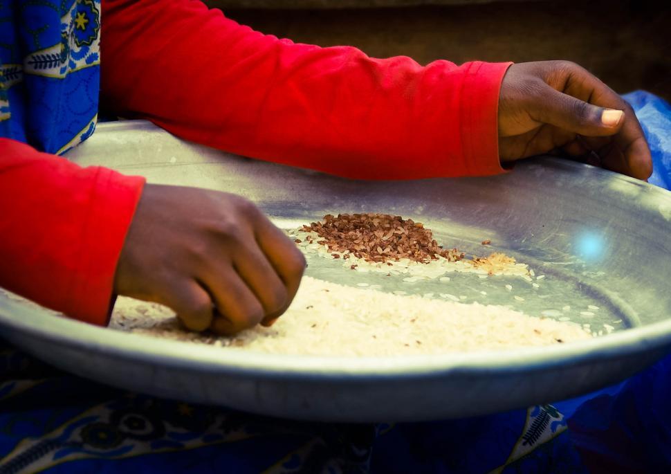 Free Image of Woman Cleaning Rice  