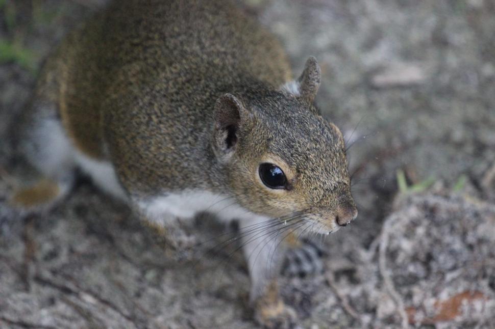 Free Image of Squirrel 