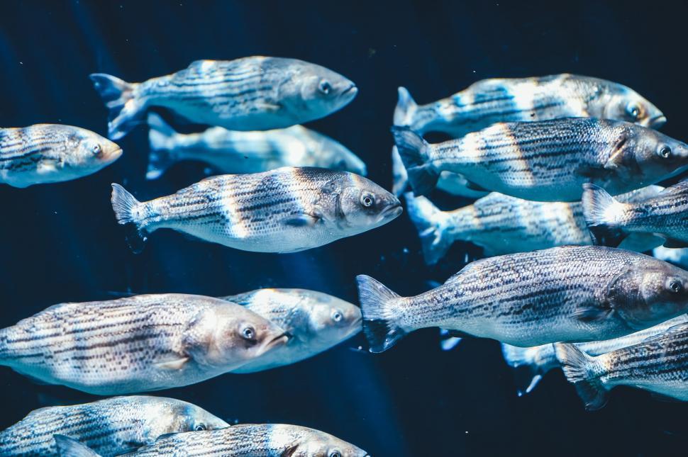 Free Image of Swarm of fishes  