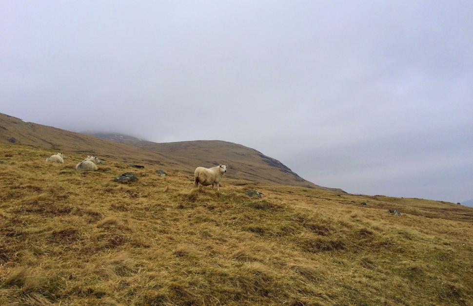 Free Image of Sheep in the meadow  
