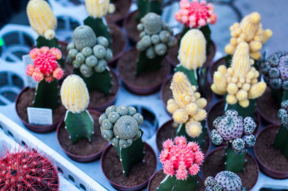 Free Image of Pot Plants  
