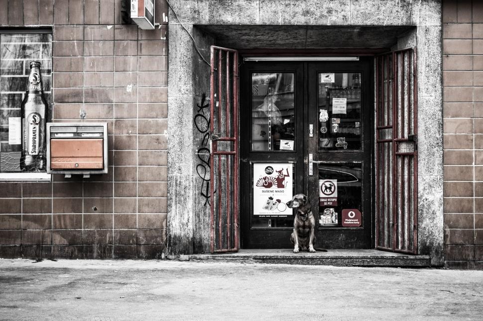 Free Image of Dog outside a Store 