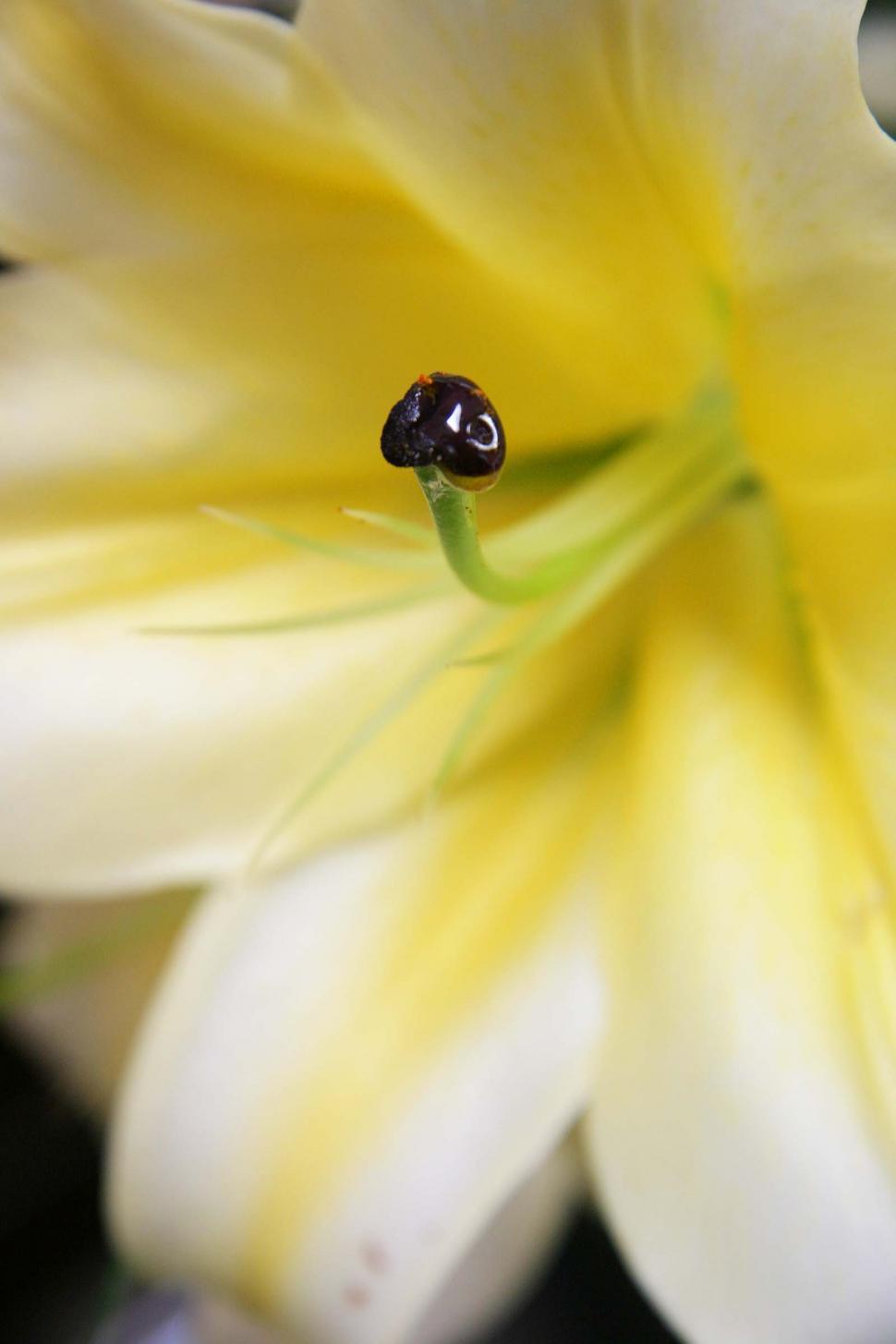 Free Image of Lily Stigma 