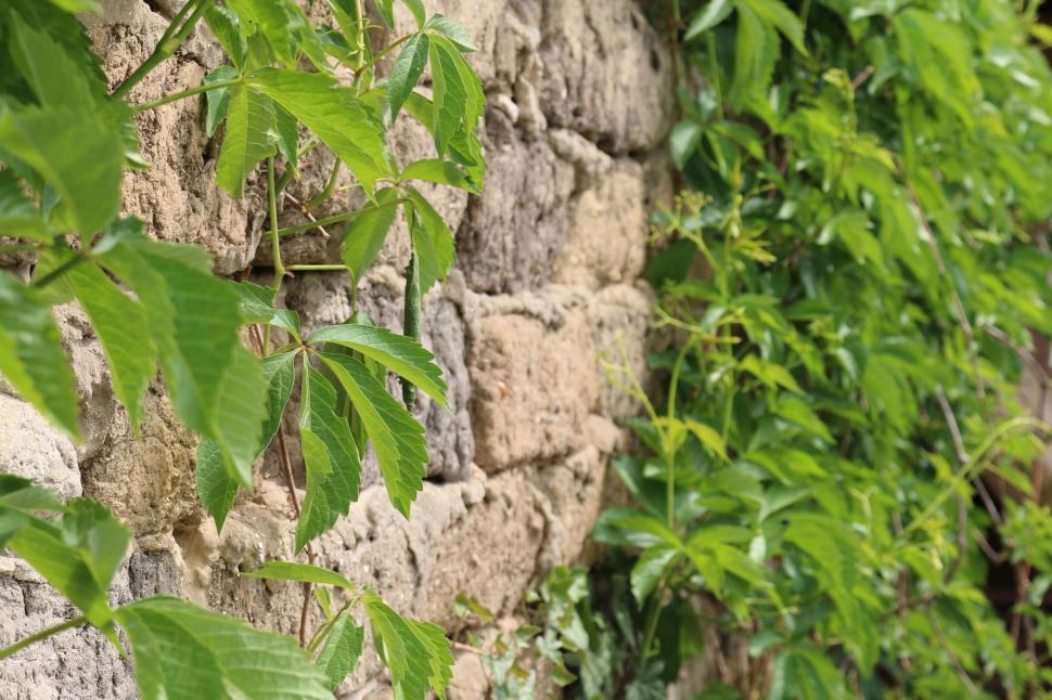 Free Image of Leaves on wall  