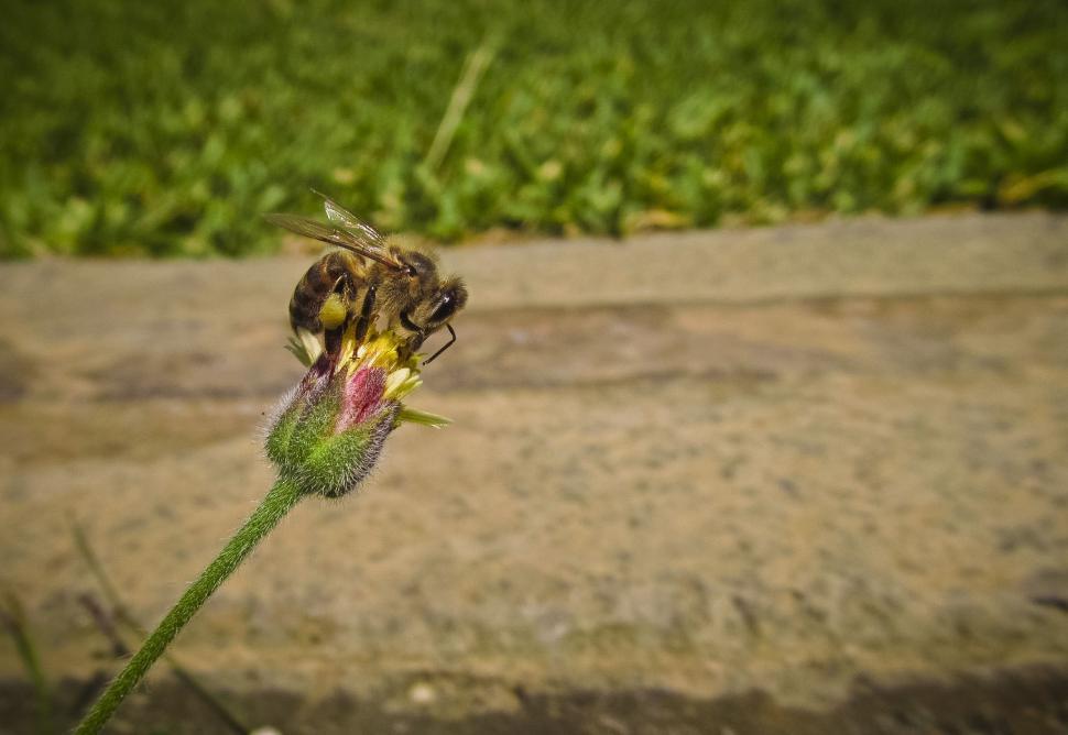 Free Image of Bee on Flower  