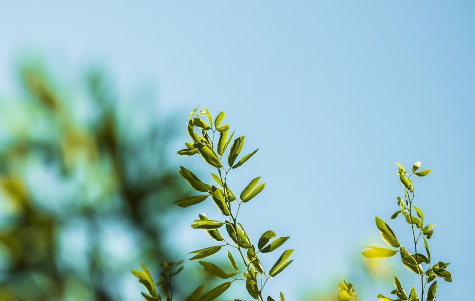Free Image of Leaves on Plant  