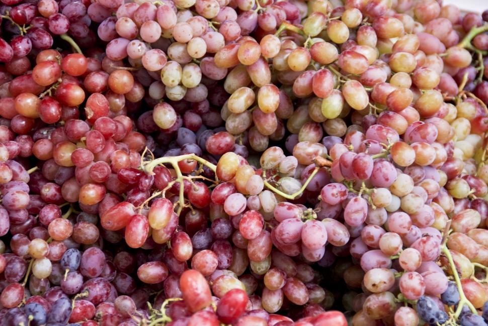 Free Image of Grapes 