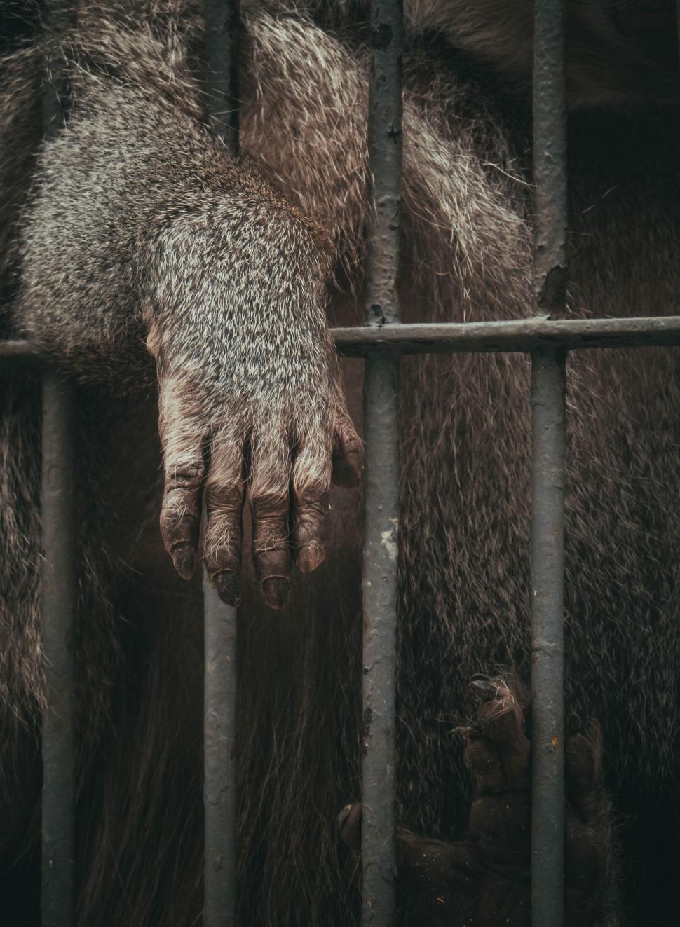 Free Image of Gorilla Hand 