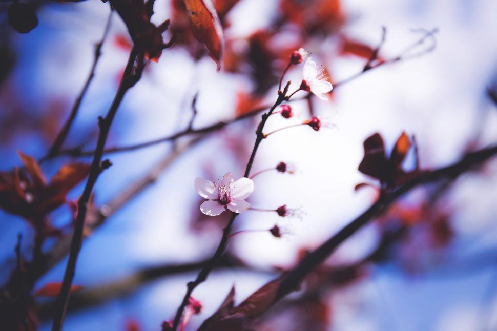 Free Image of Cherry Blossom  