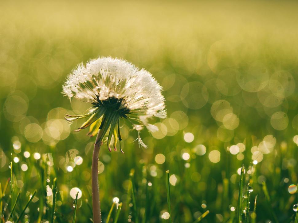 Free Image of Dandelion Flower with Green Bokeh Light  