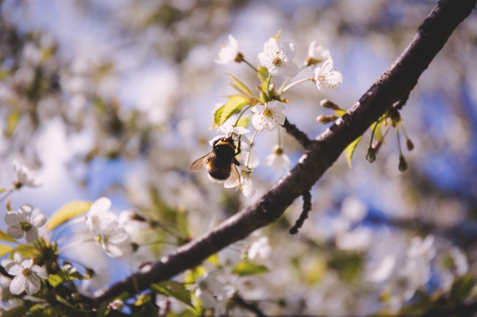 Free Image of Bee on White Flower  