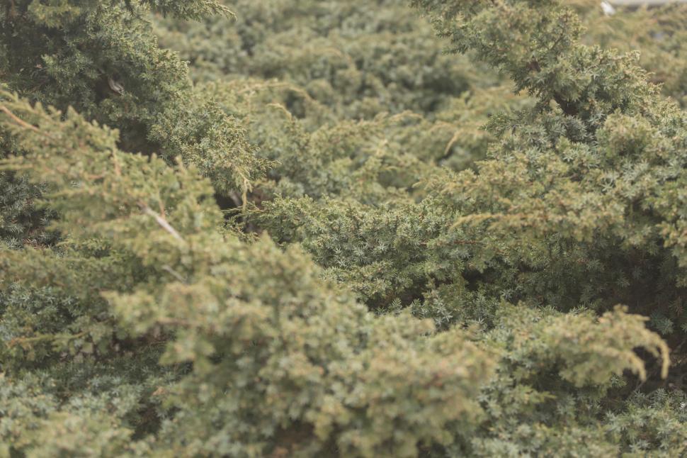 Free Image of Juniper Leaves  