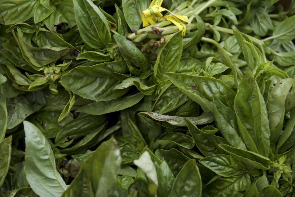 Free Image of Basil 