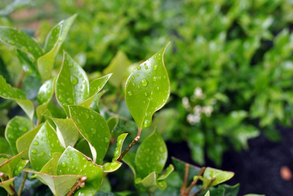 Free Image of Water drops on Green Leaves  